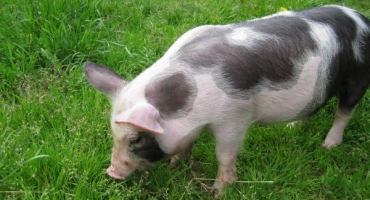 Mirgorodské prase: podrobný popis plemene